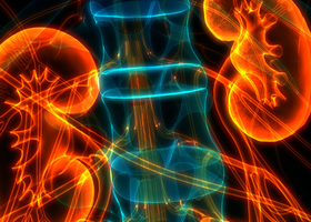 Nephrology.png