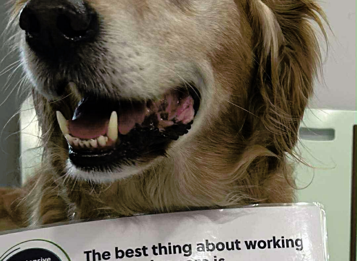 Maidstone and Tunbridge Wells hospital ward dog