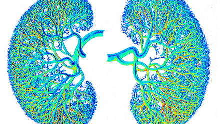 Green and blue outlines of kidneys