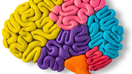 A multi-coloured cay model of a brain