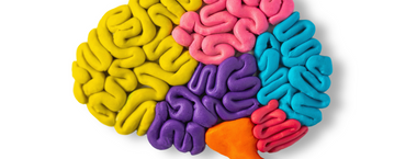 A multi-coloured cay model of a brain